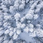 plantas que no florecen en invierno