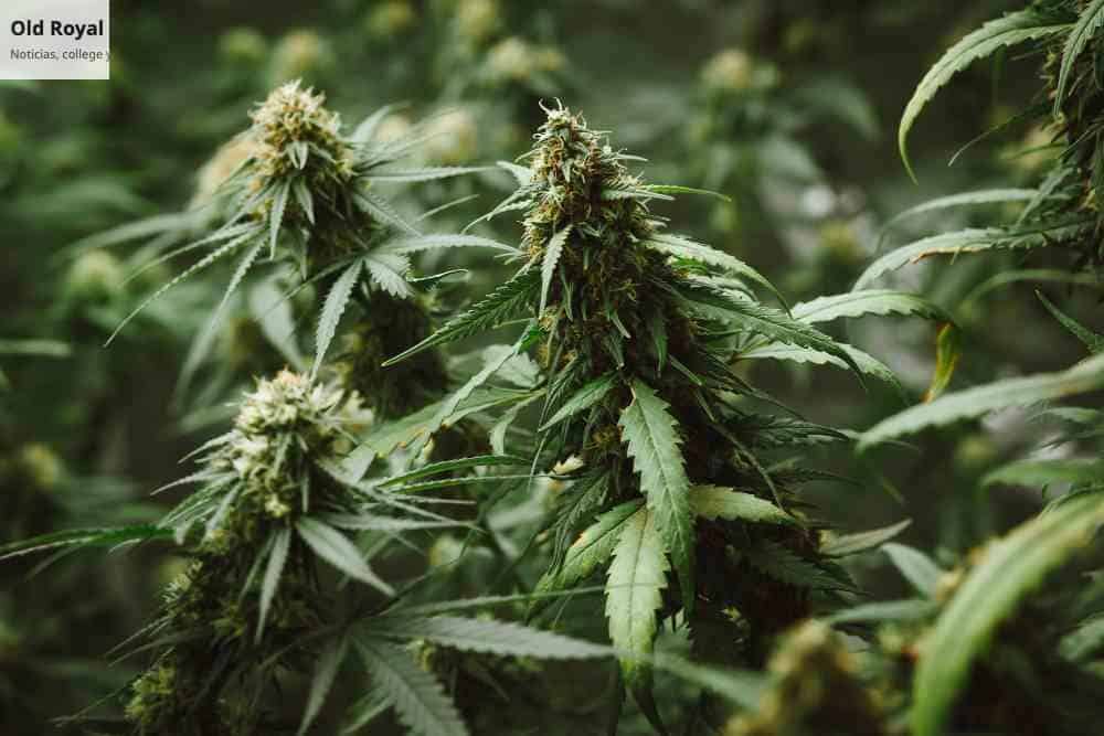 Capullo marihuana