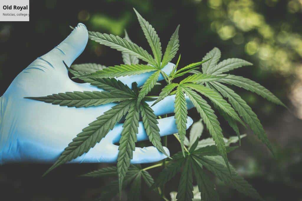 Legislación italiana sobre el CBD