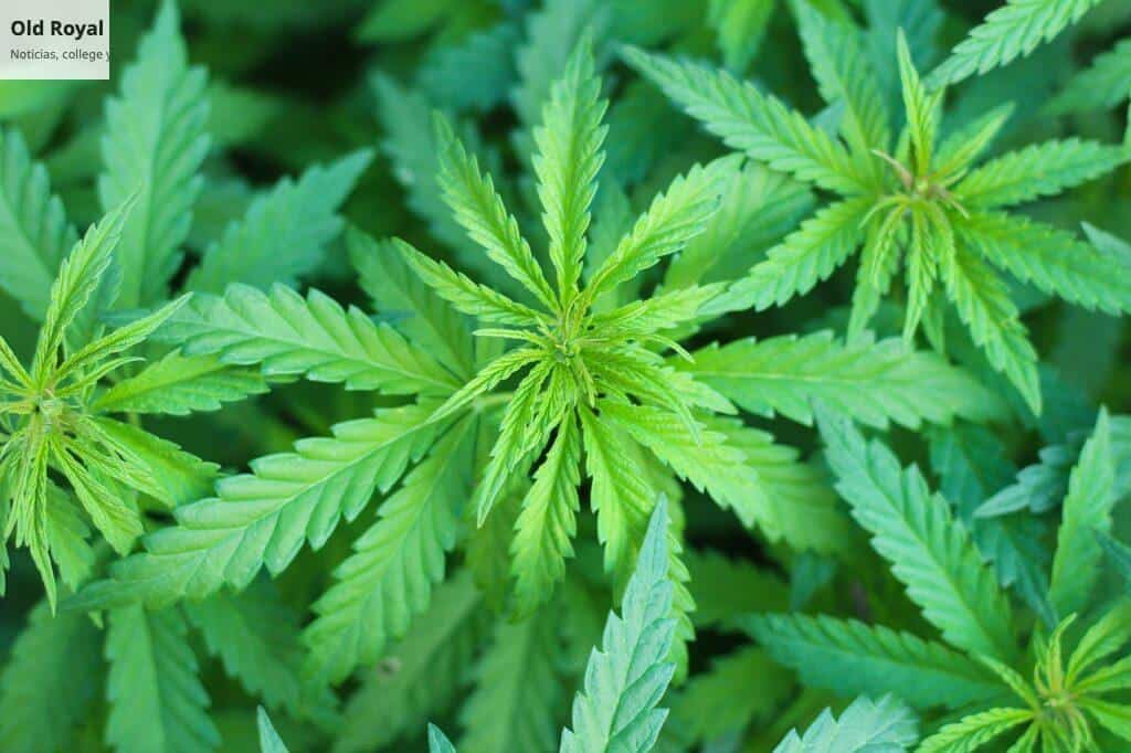 Futuro del CBD en Italia