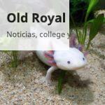 animales raros
